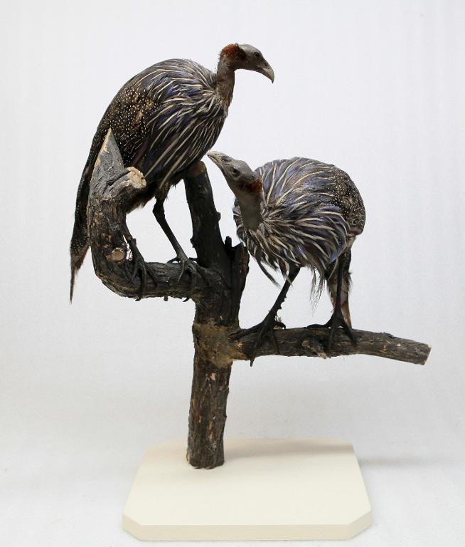 animal naturalisé : oiseau : Pintade vulturine