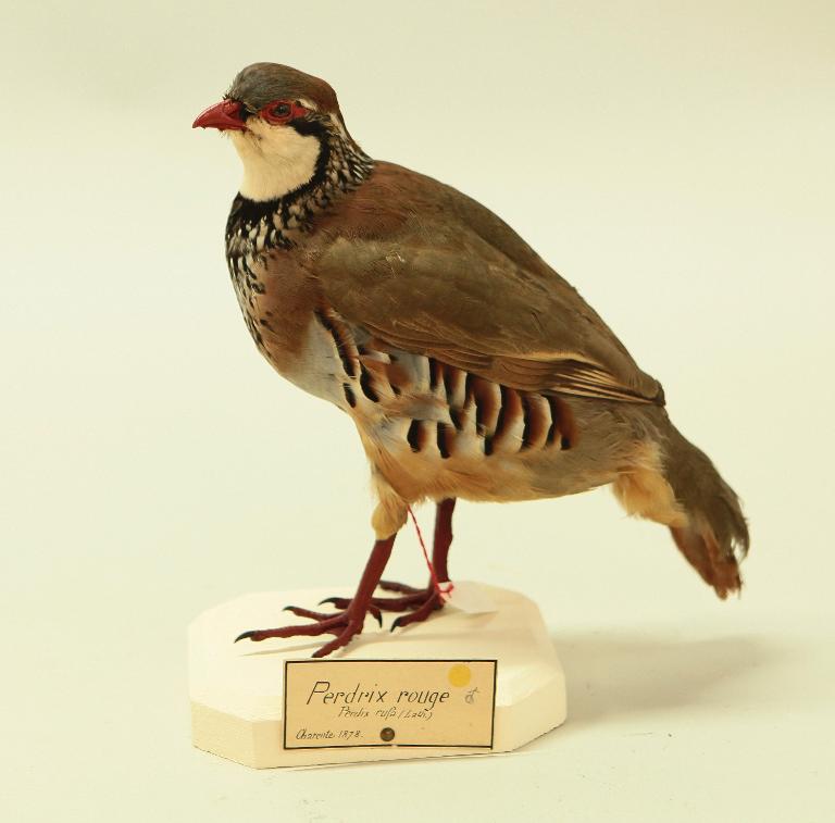 animal naturalisé : oiseau : Perdrix rouge