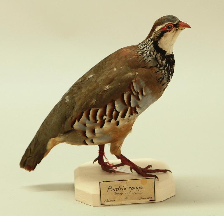 animal naturalisé : oiseau : Perdrix rouge