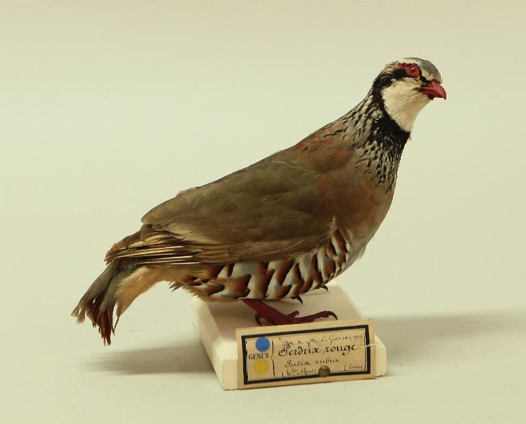 animal naturalisé : oiseau : Perdrix rouge