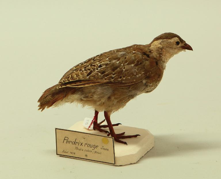 animal naturalisé : oiseau : Perdrix rouge