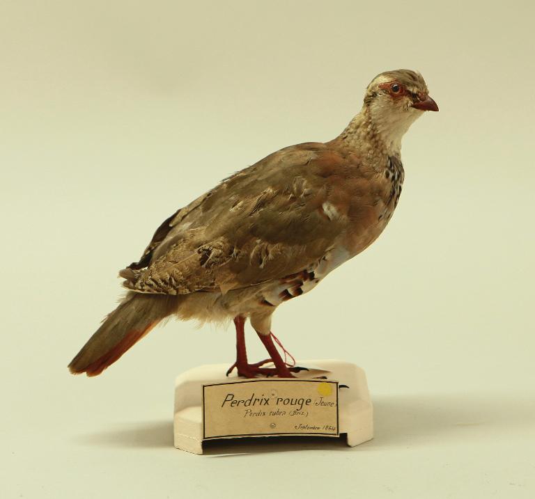 animal naturalisé : oiseau : Perdrix rouge