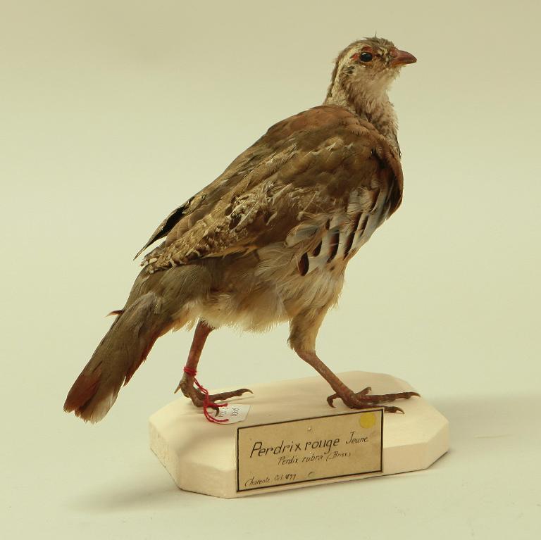 animal naturalisé : oiseau : Perdrix rouge