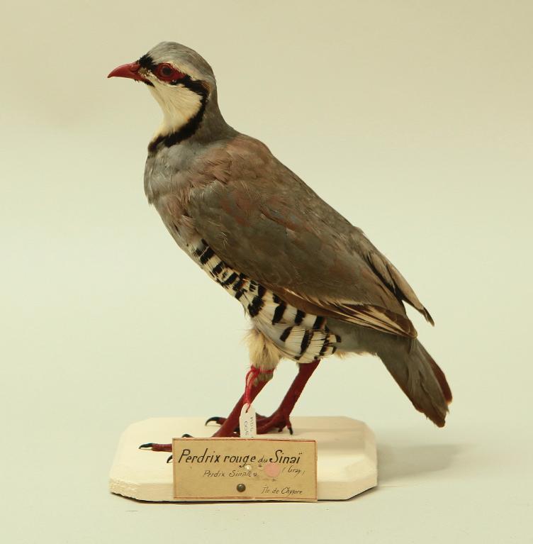 animal naturalisé : oiseau : Perdrix choukar