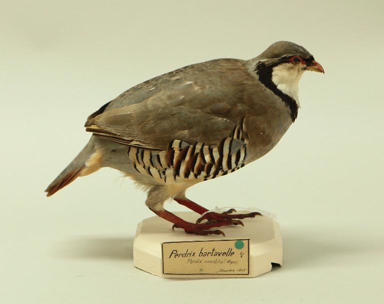 animal naturalisé : oiseau : Perdrix bartavelle