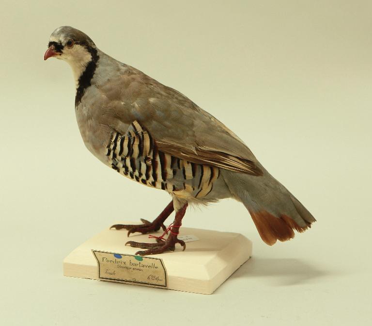 animal naturalisé : oiseau : Perdrix bartavelle