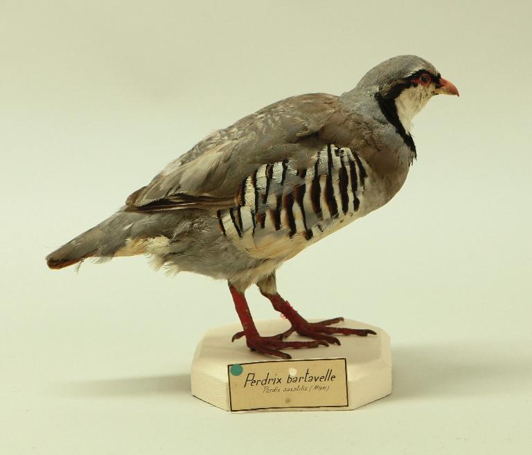 animal naturalisé : oiseau : Perdrix bartavelle