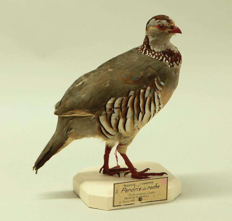animal naturalisé : oiseau : Perdrix gambra