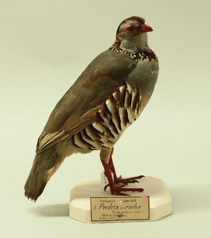animal naturalisé : oiseau : Perdrix gambra