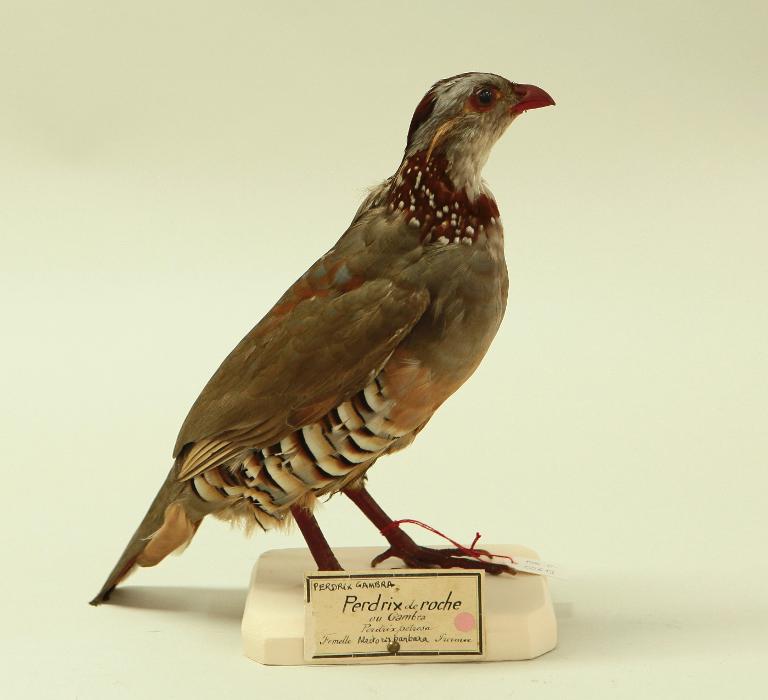 animal naturalisé : oiseau : Perdrix gambra