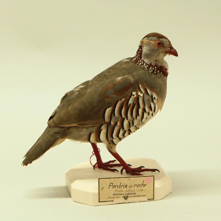animal naturalisé : oiseau : Perdrix gambra