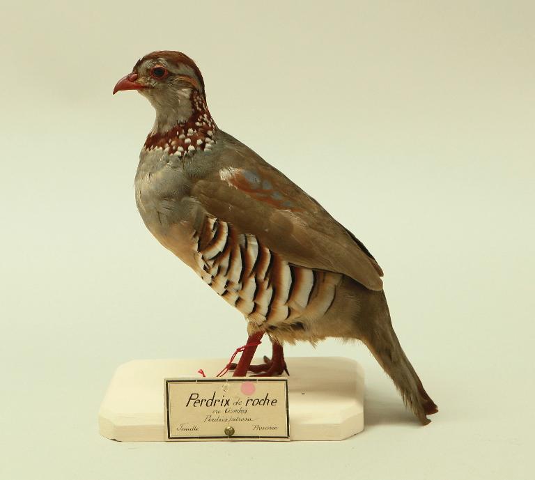 animal naturalisé : oiseau : Perdrix gambra