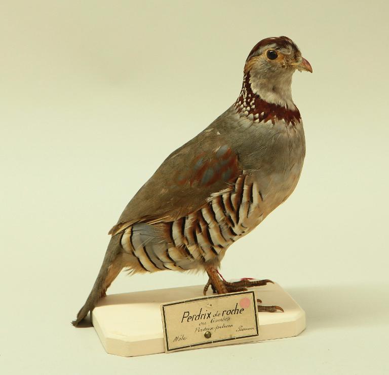 animal naturalisé : oiseau : Perdrix gambra