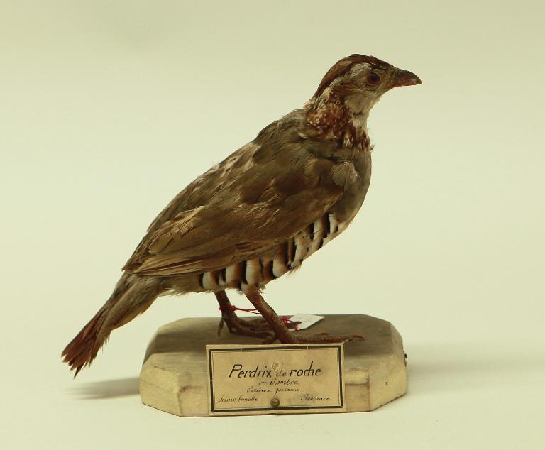 animal naturalisé : oiseau : Perdrix gambra
