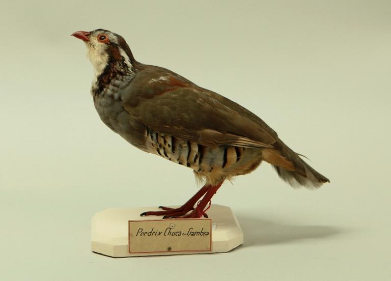 animal naturalisé : oiseau : Hybride choukar-gambra