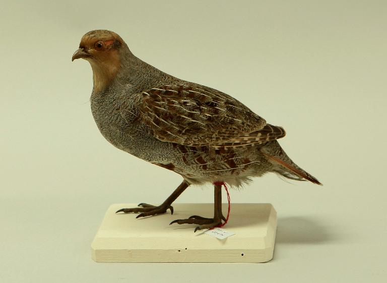 animal naturalisé : oiseau : Perdrix grise