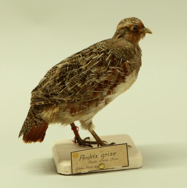 animal naturalisé : oiseau : Perdrix grise
