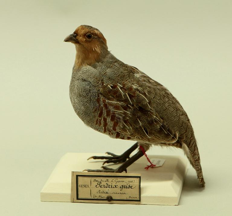 animal naturalisé : oiseau : Perdrix grise