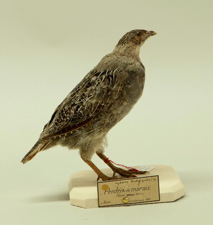 animal naturalisé : oiseau : Perdrix grise