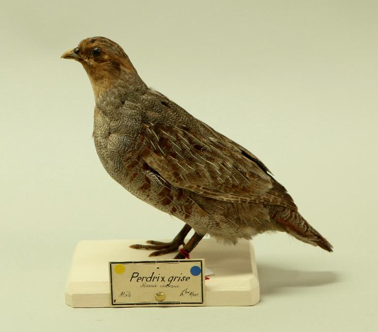animal naturalisé : oiseau : Perdrix grise