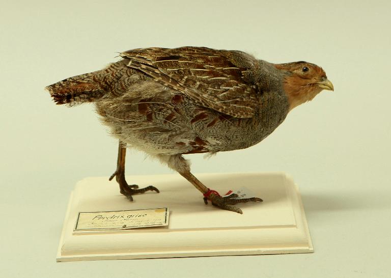 animal naturalisé : oiseau : Perdrix grise
