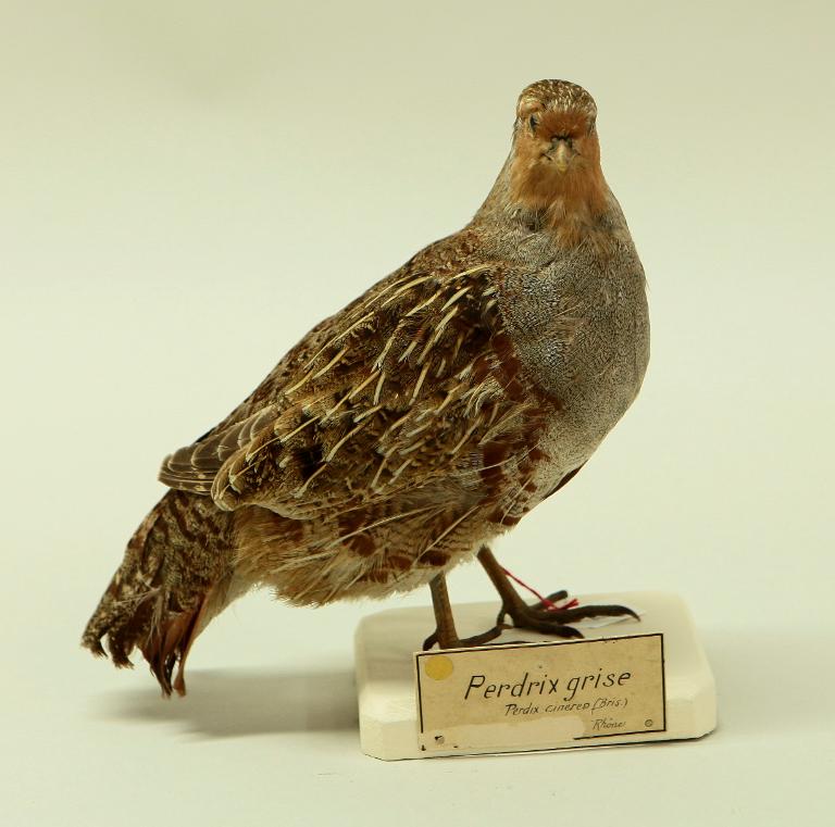 animal naturalisé : oiseau : Perdrix grise