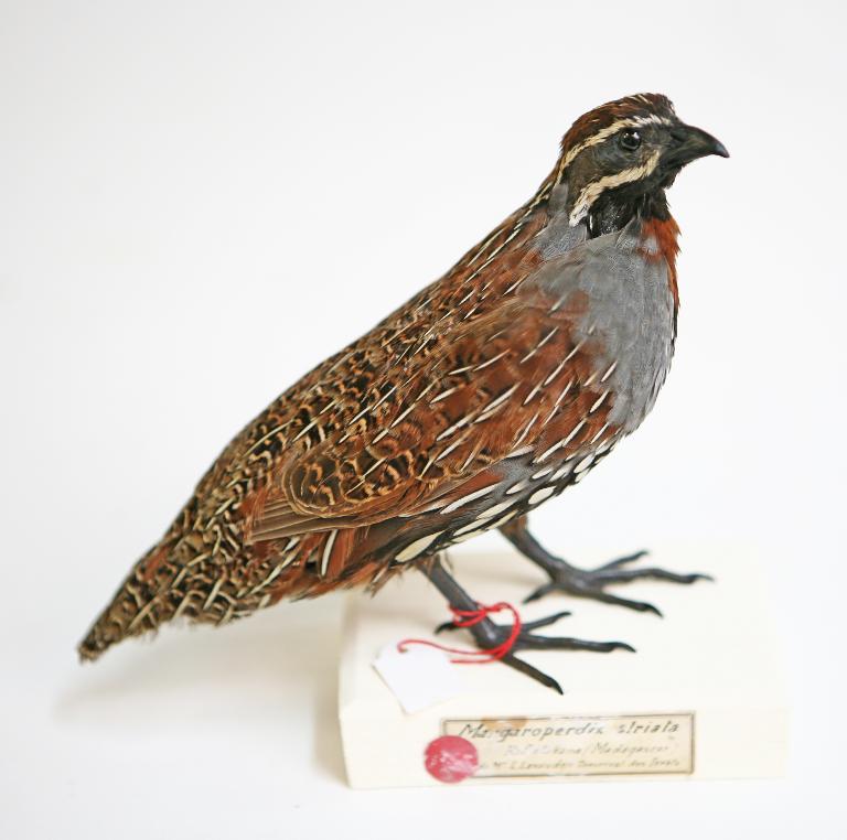 animal naturalisé : oiseau : Perdrix de Madagascar