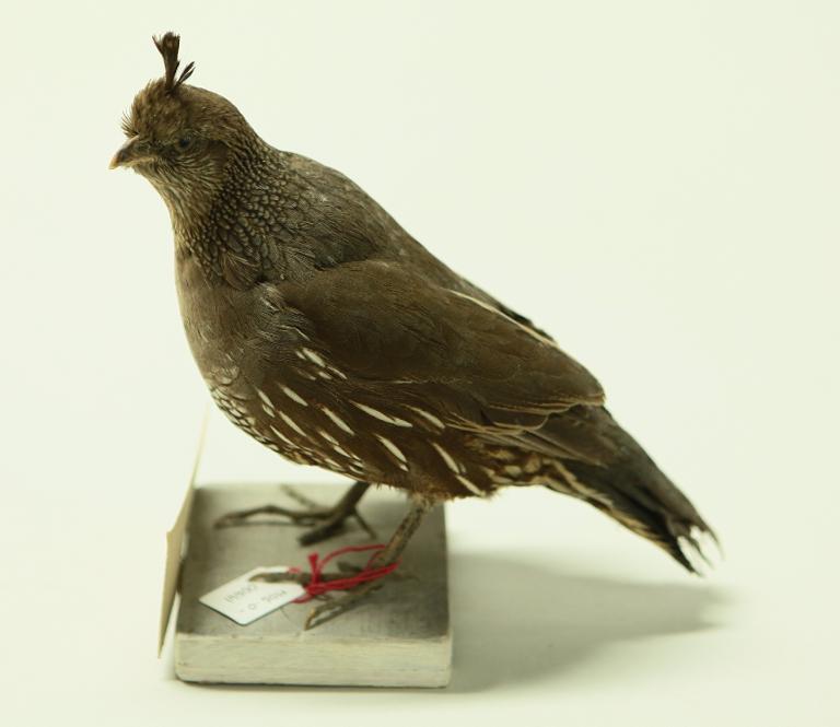 animal naturalisé : oiseau : Colin de Californie