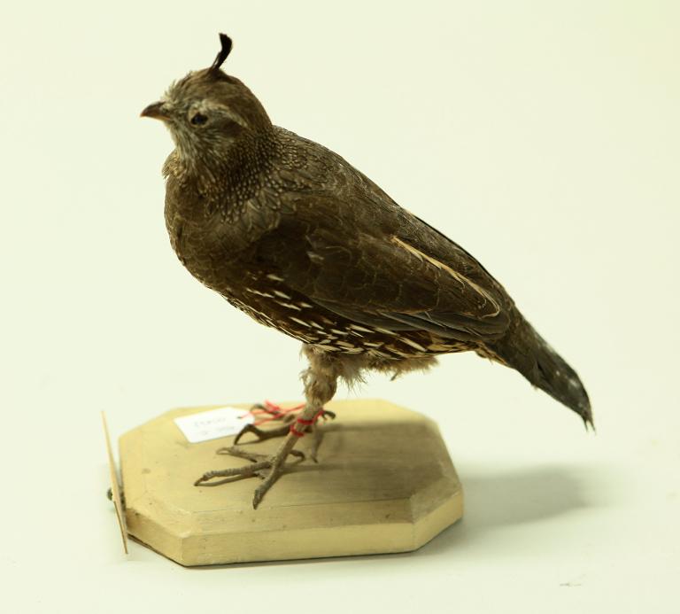 animal naturalisé : oiseau : Colin de Californie