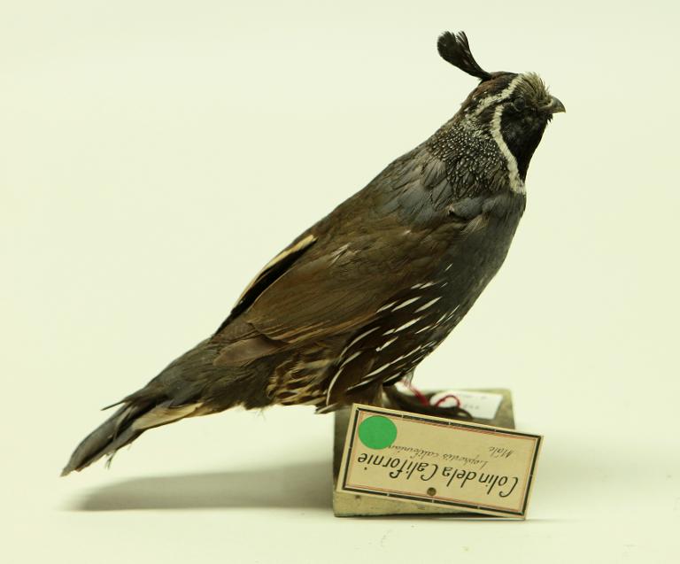 animal naturalisé : oiseau : Colin de Californie