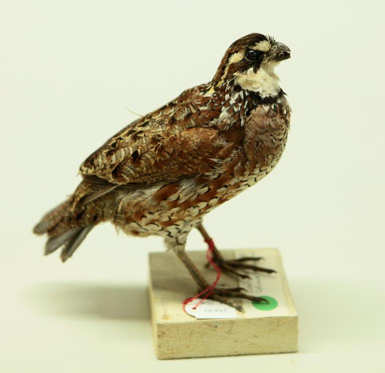 animal naturalisé : oiseau : Colin de Virginie