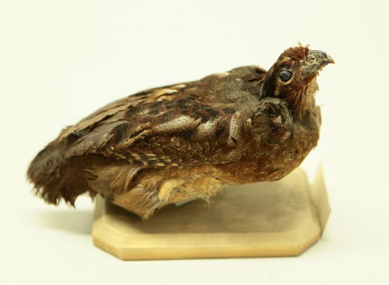 animal naturalisé : oiseau : Tocro de Guyane