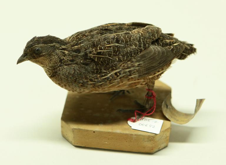 animal naturalisé : oiseau : Caille arlequin