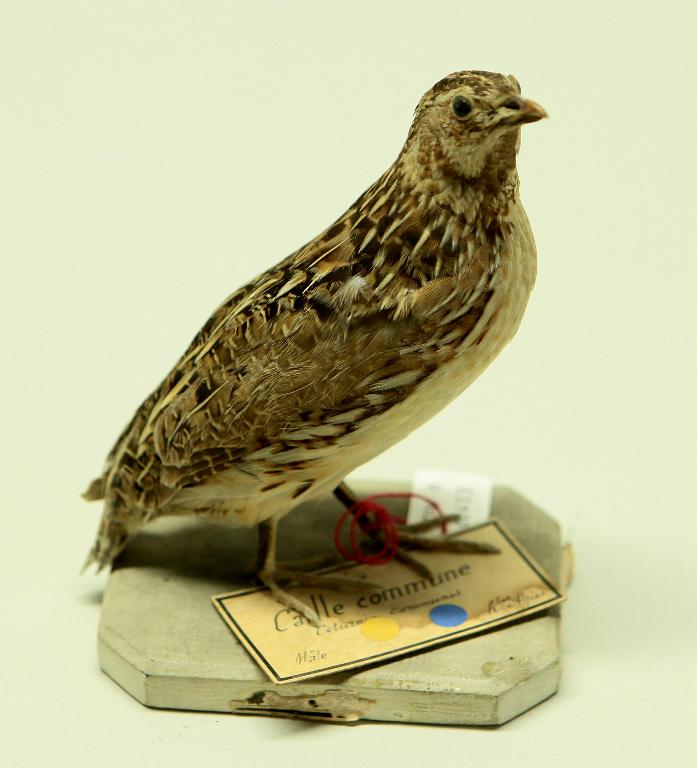 animal naturalisé : oiseau : Caille des blés