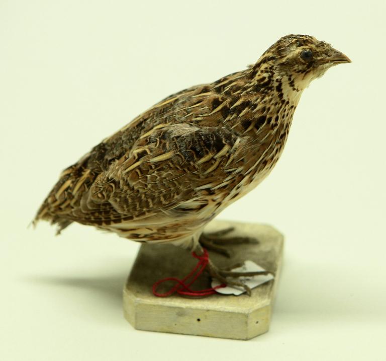 animal naturalisé : oiseau : Caille des blés