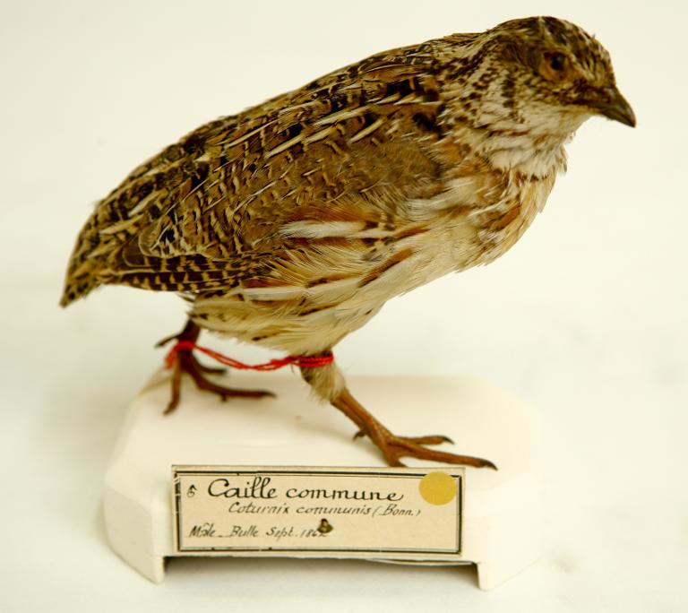 : oiseau : Caille des blés