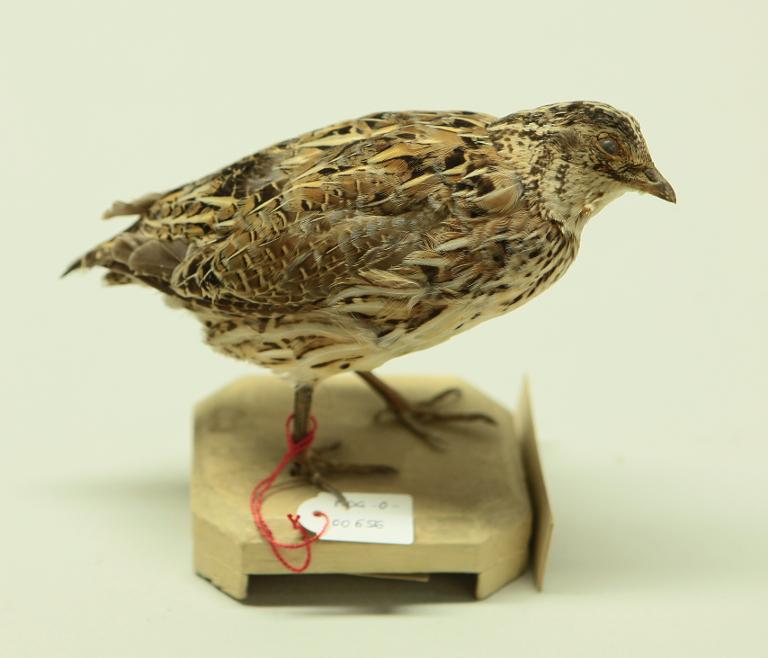 animal naturalisé : oiseau : Caille des blés