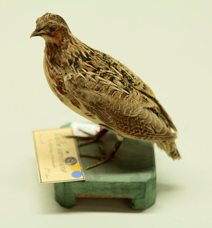 animal naturalisé : oiseau : Caille des blés