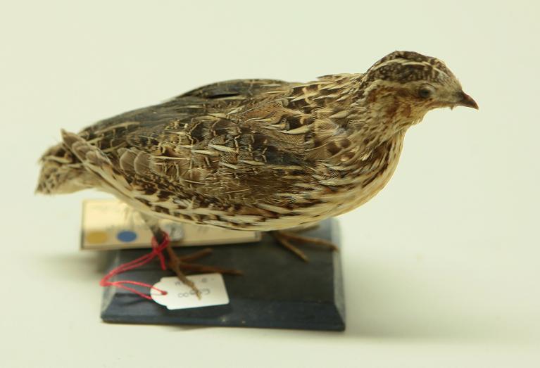 animal naturalisé : oiseau : Caille des blés