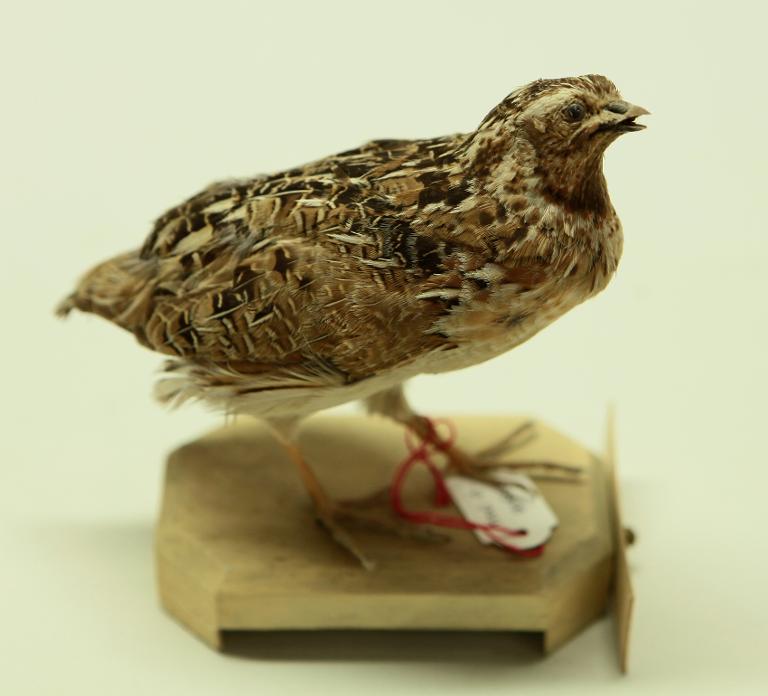 animal naturalisé : oiseau : Caille des blés
