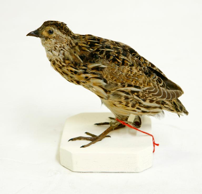 animal naturalisé : oiseau : Caille des blés