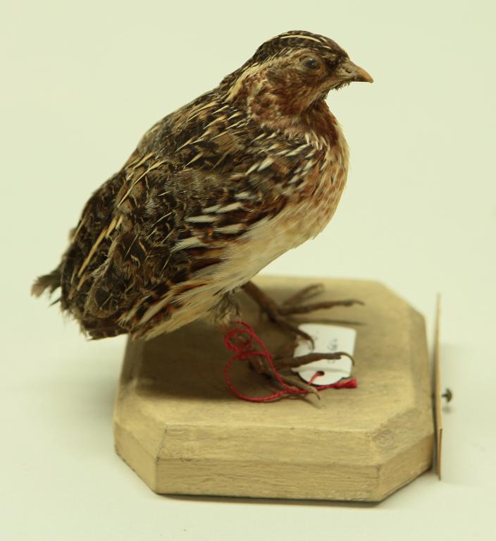 animal naturalisé : oiseau : Caille des blés