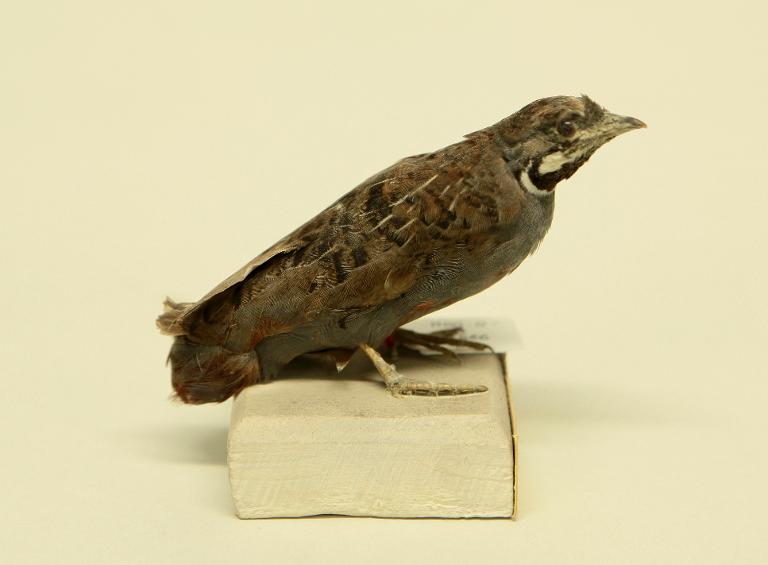 animal naturalisé : oiseau : Caille de Chine