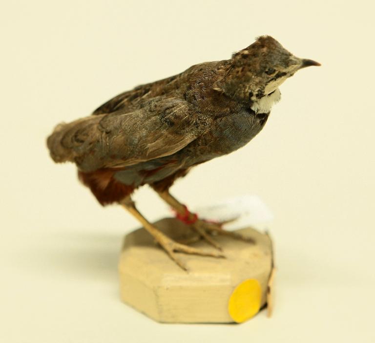 animal naturalisé : oiseau : Caille de Chine