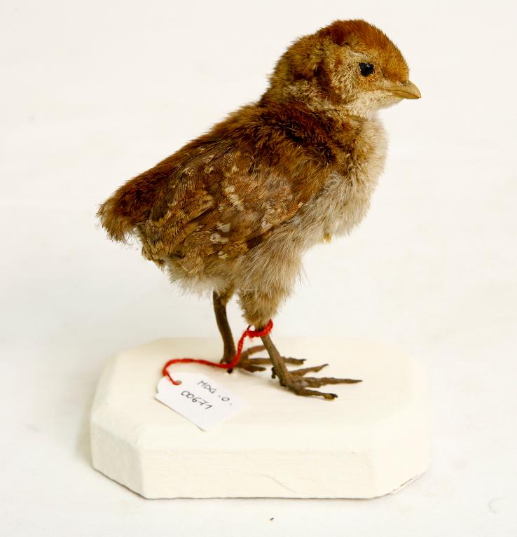 animal naturalisé : oiseau : Tragopan de Temminck