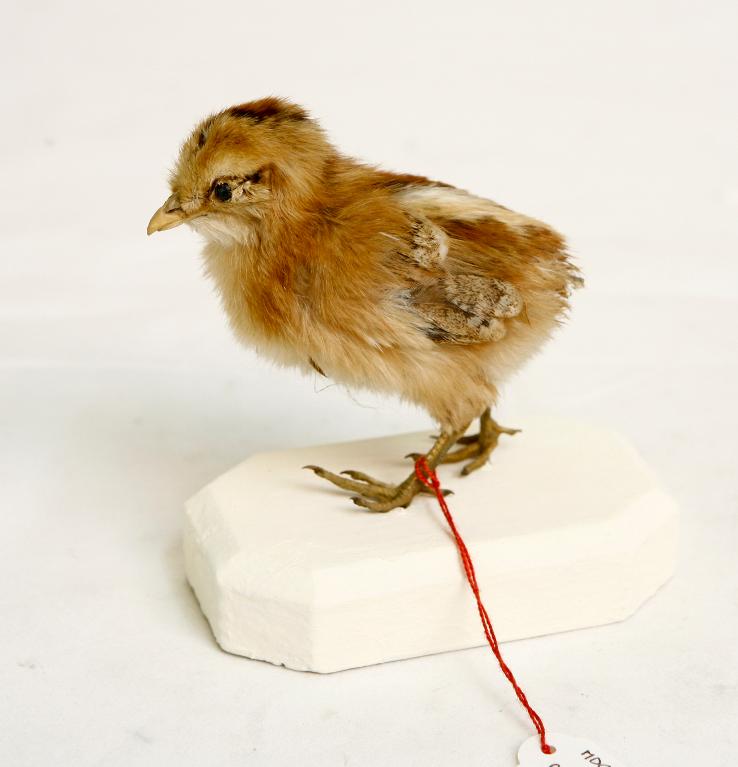 animal naturalisé : oiseau : Faisan scintillant