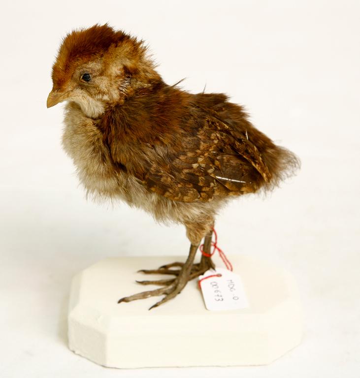 animal naturalisé : oiseau : Tragopan de Temminck