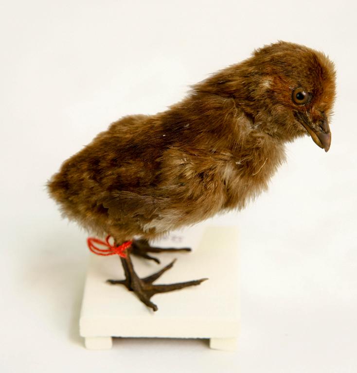 animal naturalisé : oiseau : ?