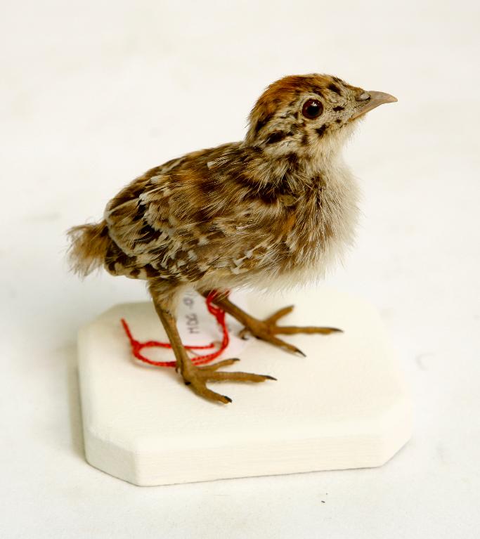 animal naturalisé : oiseau : Faisan de Colchide