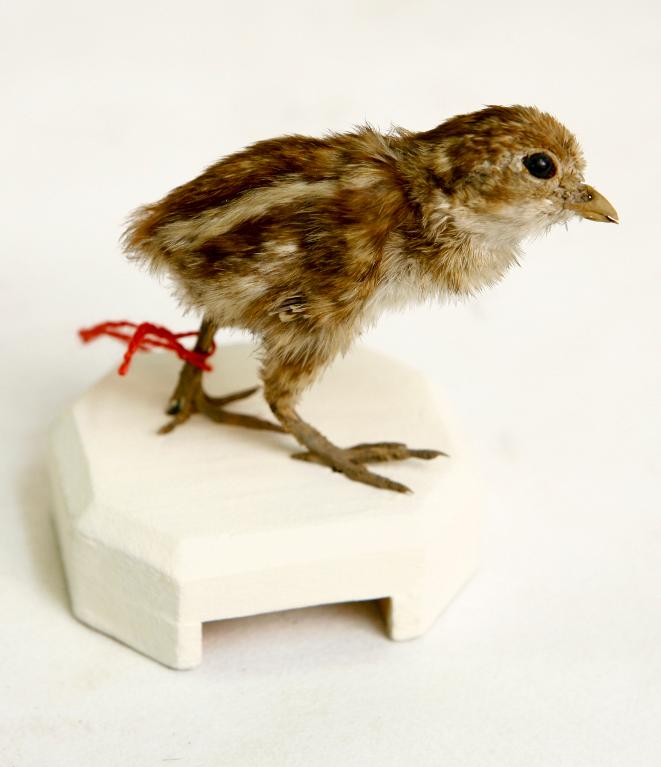 animal naturalisé : oiseau : Colin de Californie